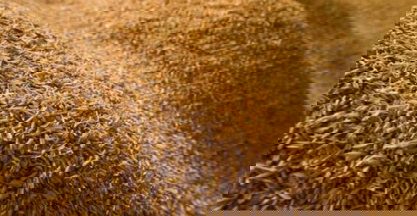 Vỏ trấu dùng nhiều trong xây dựng và chăn nuôi