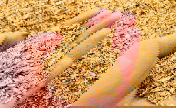 Vỏ trấu cũng có tác dụng trong y học