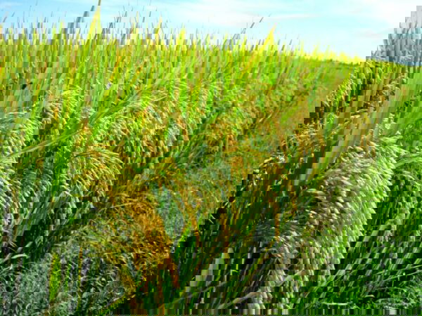 Vỏ trấu cứng bên ngoài giúp bảo vệ hạt gạo 